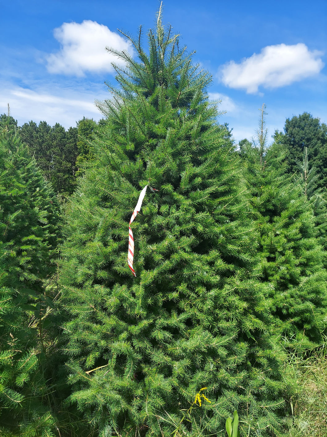 Douglas Fir