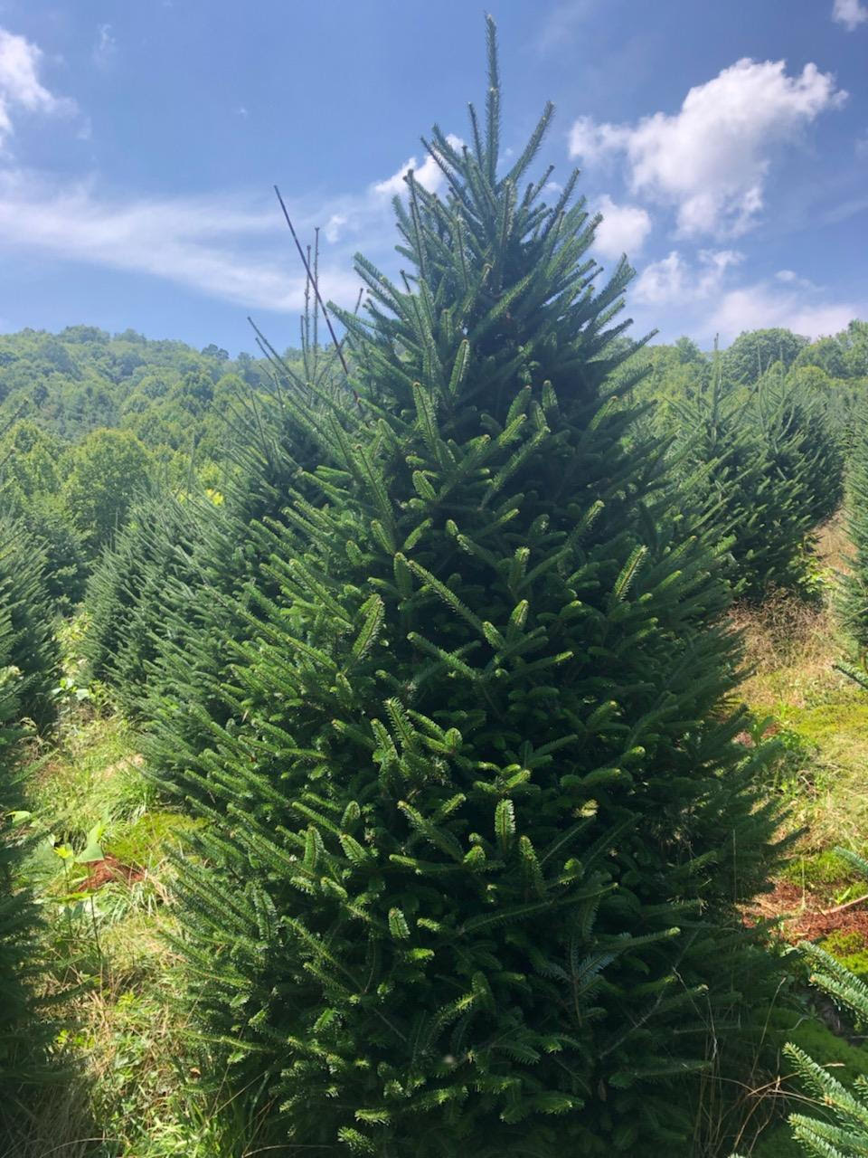 Recommended: Fraser Fir (Delivery included!)