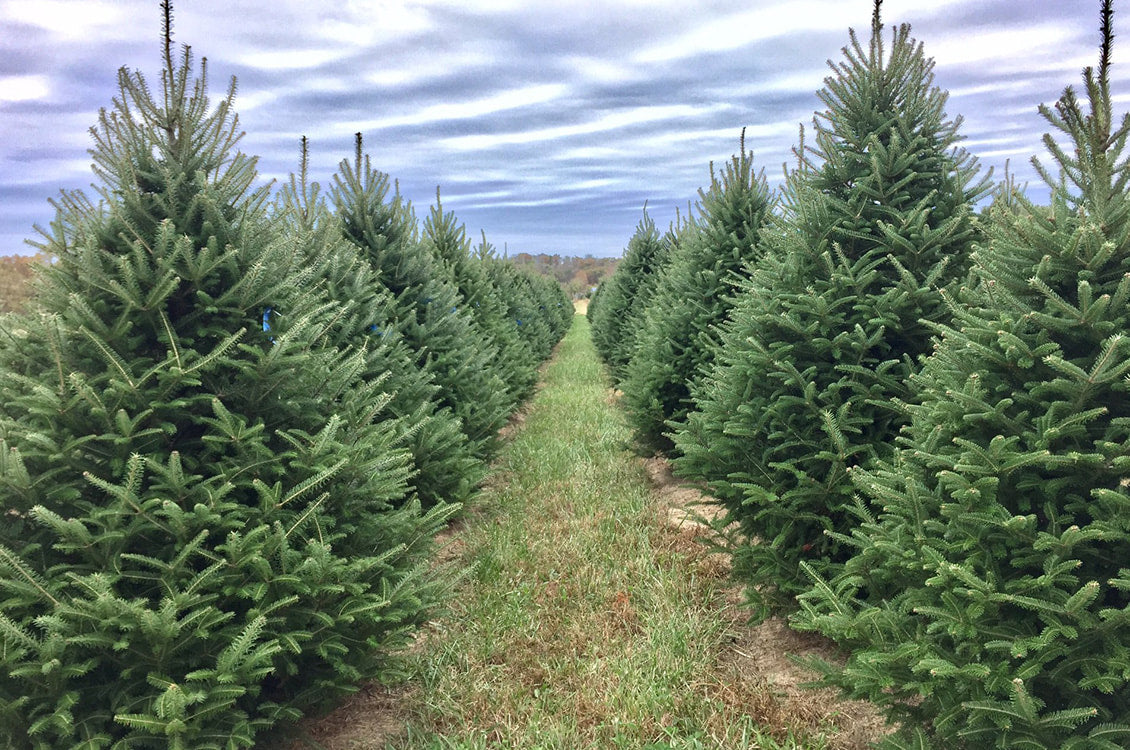 Recommended: Fraser Fir (Delivery included!)