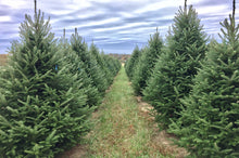 Load image into Gallery viewer, Recommended: Fraser Fir (Delivery included!)
