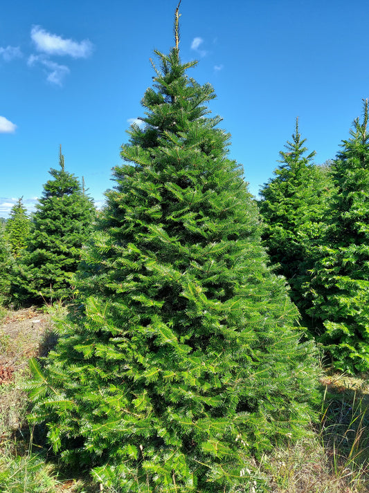 Grand Fir (Delivery included!)