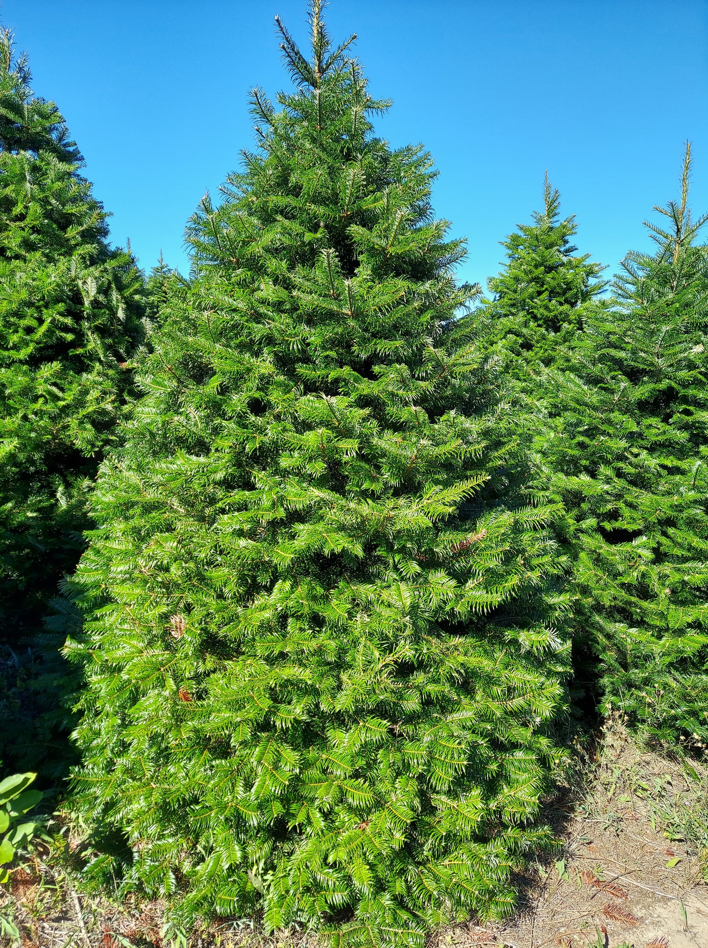 Grand Fir (Delivery included!)