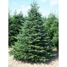 Load image into Gallery viewer, Recommended: Fraser Fir (Delivery included!)
